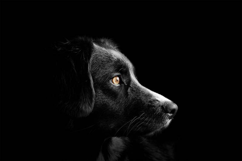 complementaire santé animale à Avignon 84000